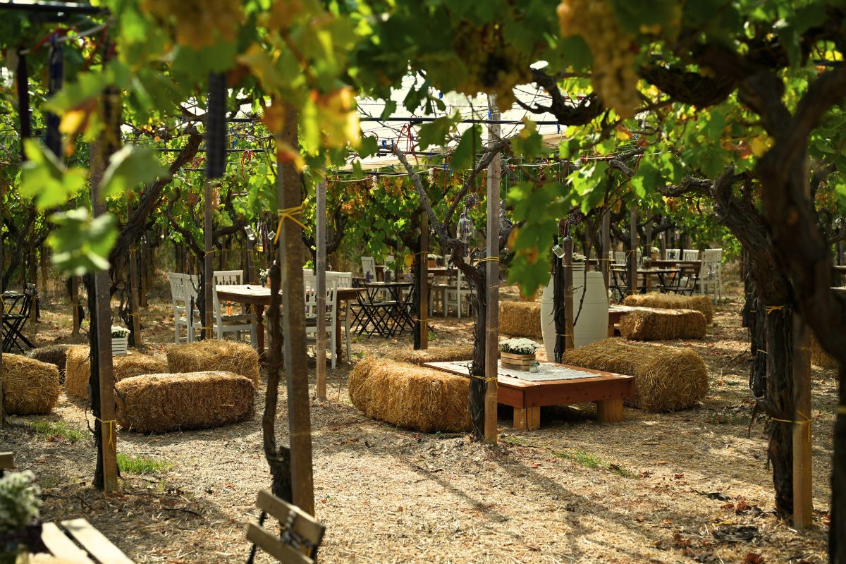 PRÉCOMMANDE - EXPÉRIENCES VITICOLES DANS LA VALLÉE D'ITRIA