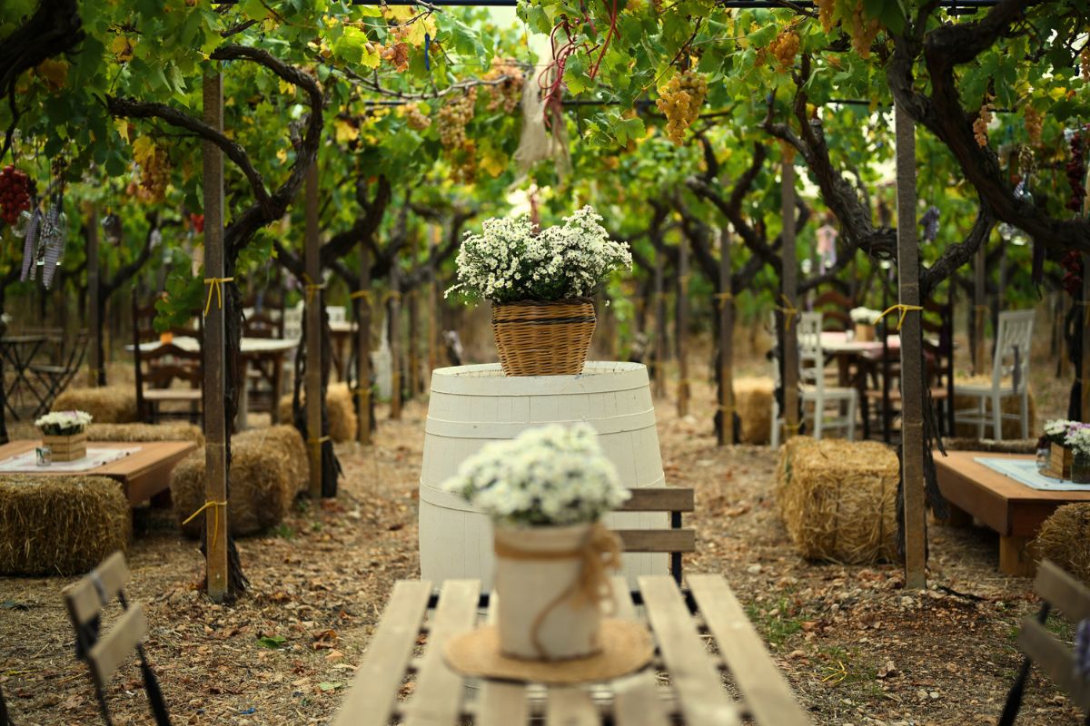 PRÉCOMMANDE - EXPÉRIENCES VITICOLES DANS LA VALLÉE D'ITRIA