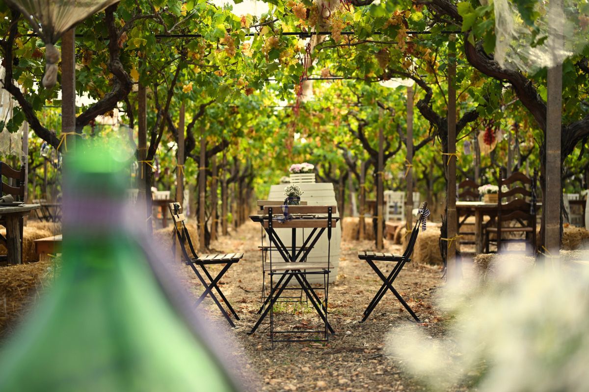 PRÉCOMMANDE - EXPÉRIENCES VITICOLES DANS LA VALLÉE D'ITRIA